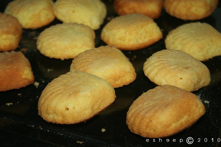 madeleines-10